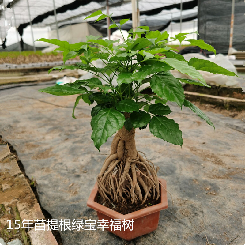 武汉厨房设备行业现状与发展趋势